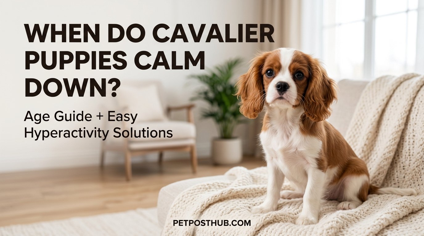 When Do Cavalier Puppies Calm Down Age, Causes & Easy Solutions