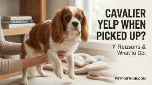 Pet Care