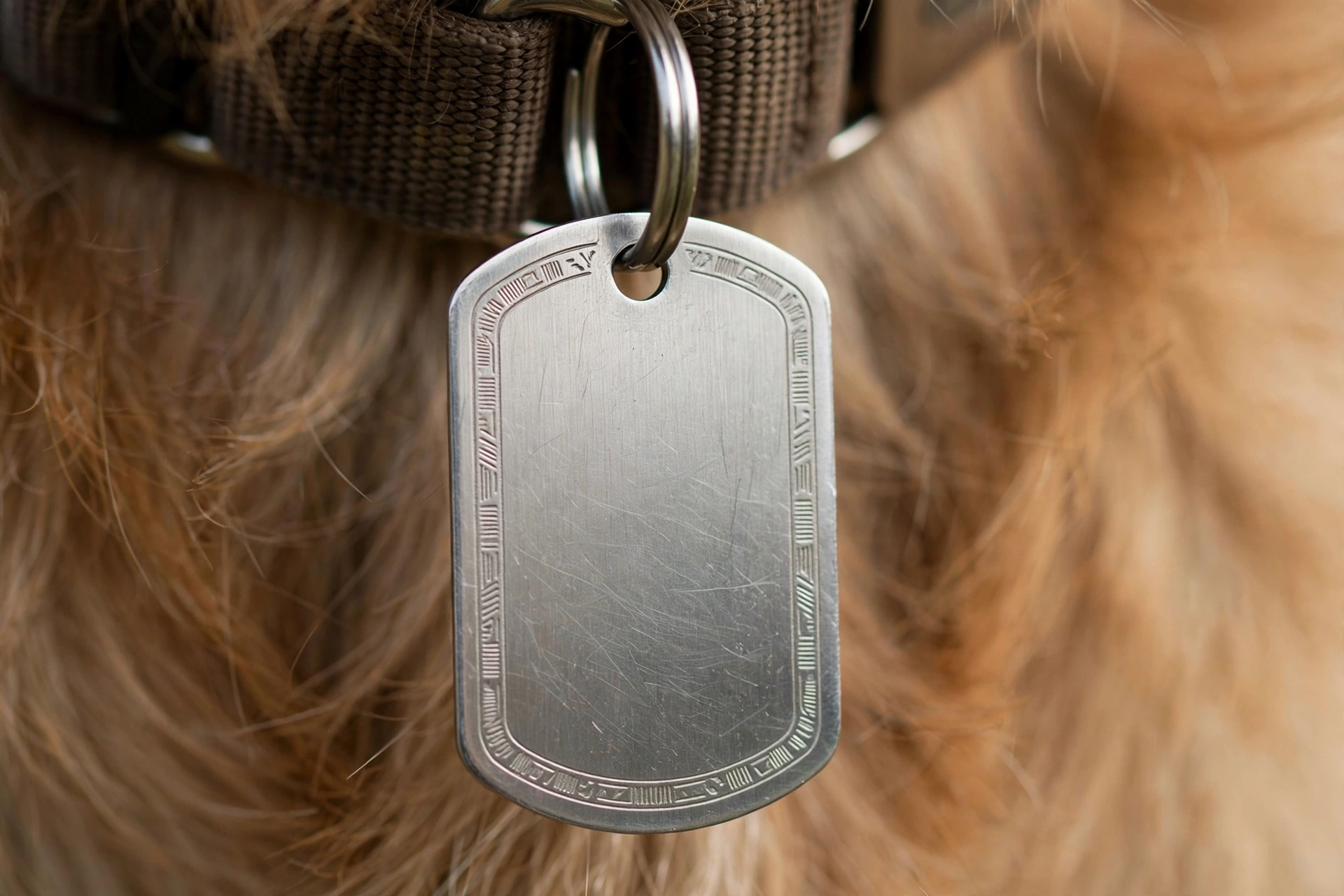 Close-up of a stainless steel engraved ID tag on a dog collar
